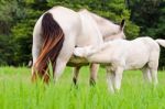 White Horse Foal Suckling From Mare Stock Photo