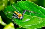 Yellow Lynx Spider  ( Oxyopes Quadrifasciatus ) Stock Photo