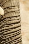 Skin Texture Of An African Elephant Stock Photo