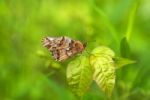 Variegated Fritillary (euptoieta Claudia) Stock Photo