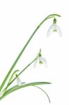 Spring Snowdrops Isolated On White Stock Photo