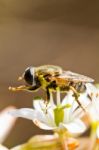 Bee Feeding On Flower Stock Photo