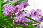 Purple Mokara Hybrids Orchid In Garden Stock Photo