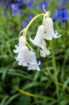 Sussex Bluebells Stock Photo