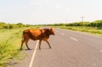 Cow On The Road In Botswana Stock Photo