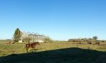 A Horse In The Farm Stock Photo