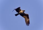 Isolated Picture With A Beautiful Hawk Flying Stock Photo