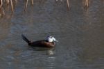 White-headed Duck (oxyura Leucocephala) Stock Photo