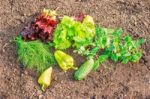 Vegetables Lying On The Ground Stock Photo