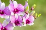 Dendrobium Orchid Hybrids Is White And Pink Stripes Stock Photo