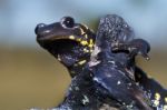 Fire Salamander Stock Photo