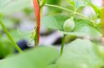 Close Up Baby Melon With Melon Flower, Popular Stock Photo