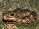 Frog Stock Photo