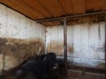 Buffalo Farm, Buffaloes Grazing In Open-air Cages  Stock Photo