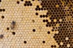 Honeycomb Stock Photo