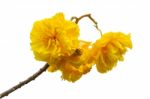 Yellow Flowers Of Cochlospermum Regium On White Background Stock Photo