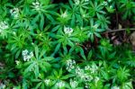 Woodruff White Flowers Stock Photo