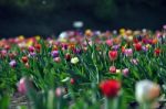 Tulip Field Stock Photo