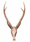 Samba Deer Skull Horn Isolated On White Backgorund Stock Photo