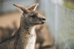 Kangaroo Outside Stock Photo