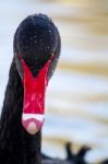 Black Swan (cygnus Atratus) Stock Photo