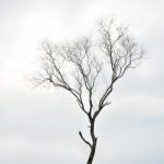 Winter Trees Stock Photo