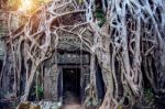 Trees Growing Out Of Ta Prohm Temple, Angkor Wat In Cambodia Stock Photo