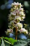 Chestnut Blossom Stock Photo