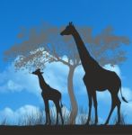 Family Giraffes On The Savannah Stock Photo