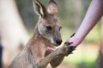 Kangaroo Outside Stock Photo