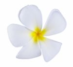 Frangipani Or Plumeria Flower Isolated On White Background Stock Photo