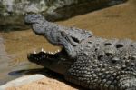 Nile Crocodile (crocodylus Niloticus) At The Bioparc Fuengirola Stock Photo