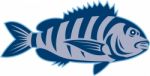 Sheepshead Fish Isolated Retro Stock Photo