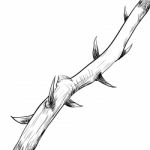 Hand Drawing Of Thorn- Illustration Stock Photo