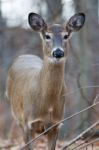 Beautiful Close-up Of A Deer Stock Photo