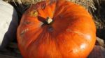 Pumpkin  Stock Photo