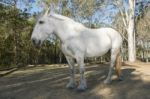 Horse In The Paddock Stock Photo