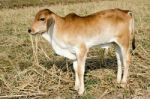 One Brown Calf Graze In The Field On The Farm Stock Photo