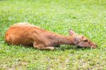 Female Antelope On Ground Stock Photo