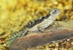 Horned Lizard Stock Photo