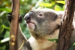 Koala By Itself In A Tree Stock Photo