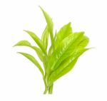 Tea Leaf Isolated On The White Background Stock Photo