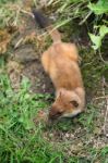 Least Weasel (mustela Nivalis) Stock Photo