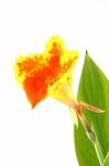 Canna lily Stock Photo