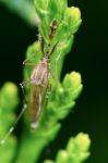 Malarial Mosquitoes On The Juniper Branch Stock Photo