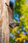 Squirrel Stock Photo