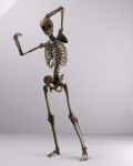 Skeletal Pose Stock Photo