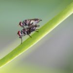 Housefly In Love Stock Photo