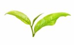 Tea Leaf Isolated On The White Background Stock Photo