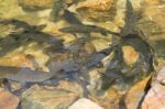 Fish Swimming In Rivers, Lakes, Sea, Fishing Stock Photo